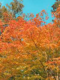 【奈良市】学問の神様も歌を詠んだ紅葉名所『手向山八幡宮』