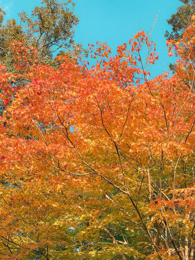 【奈良市】学問の神様も歌を詠んだ紅葉名所『手向山八幡宮』