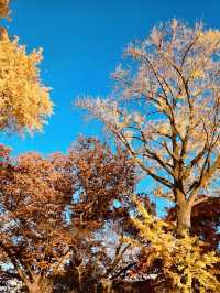 Gyeonggijeon (경기전) – The Unique Bamboo-Foliage Blend