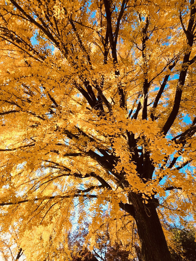 Gyeonggijeon (경기전) – The Unique Bamboo-Foliage Blend Gyeonggijeon (경기전) – The Unique Bamboo-Foliage Blend