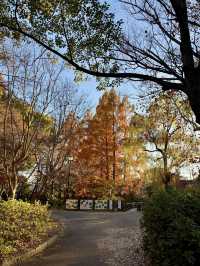 From Leaves to Blooms: Autumn Still Lives Here