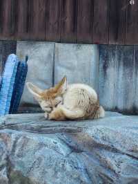 🐯동물들을 사랑하는 동물원 청주랜드동물원 다녀오기🦁