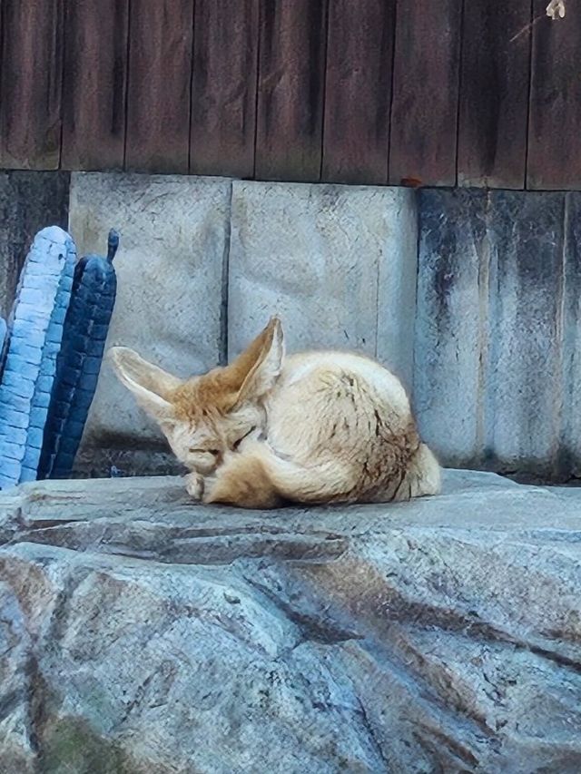 🐯동물들을 사랑하는 동물원 청주랜드동물원 다녀오기🦁 🐯동물들을 사랑하는 동물원 청주랜드동물원 다녀오기🦁