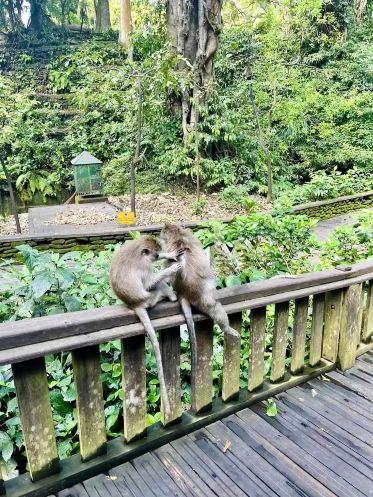 バリ島ウブドの「猿の森」をご紹介します。 | Trip.com バリ島