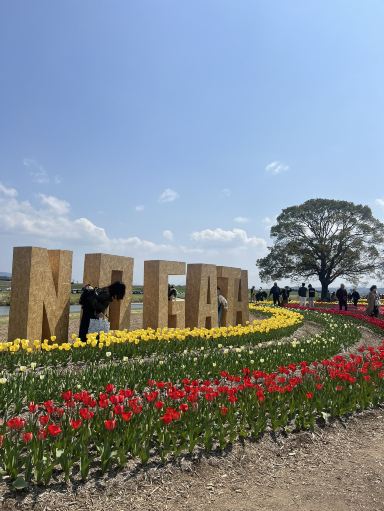 福岡】入場無料！17万球の絶景と桜が同時に楽しめる「のおがた