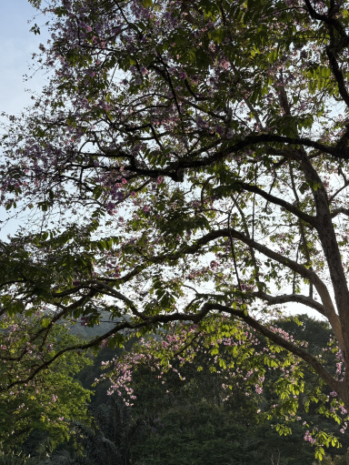 ペナン植物園はまさに最高でした。 | Trip.com ペナン島北東部