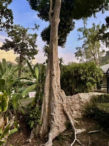ペナン植物園はそうじゃないって分かっています。 | Trip.com ペナン島