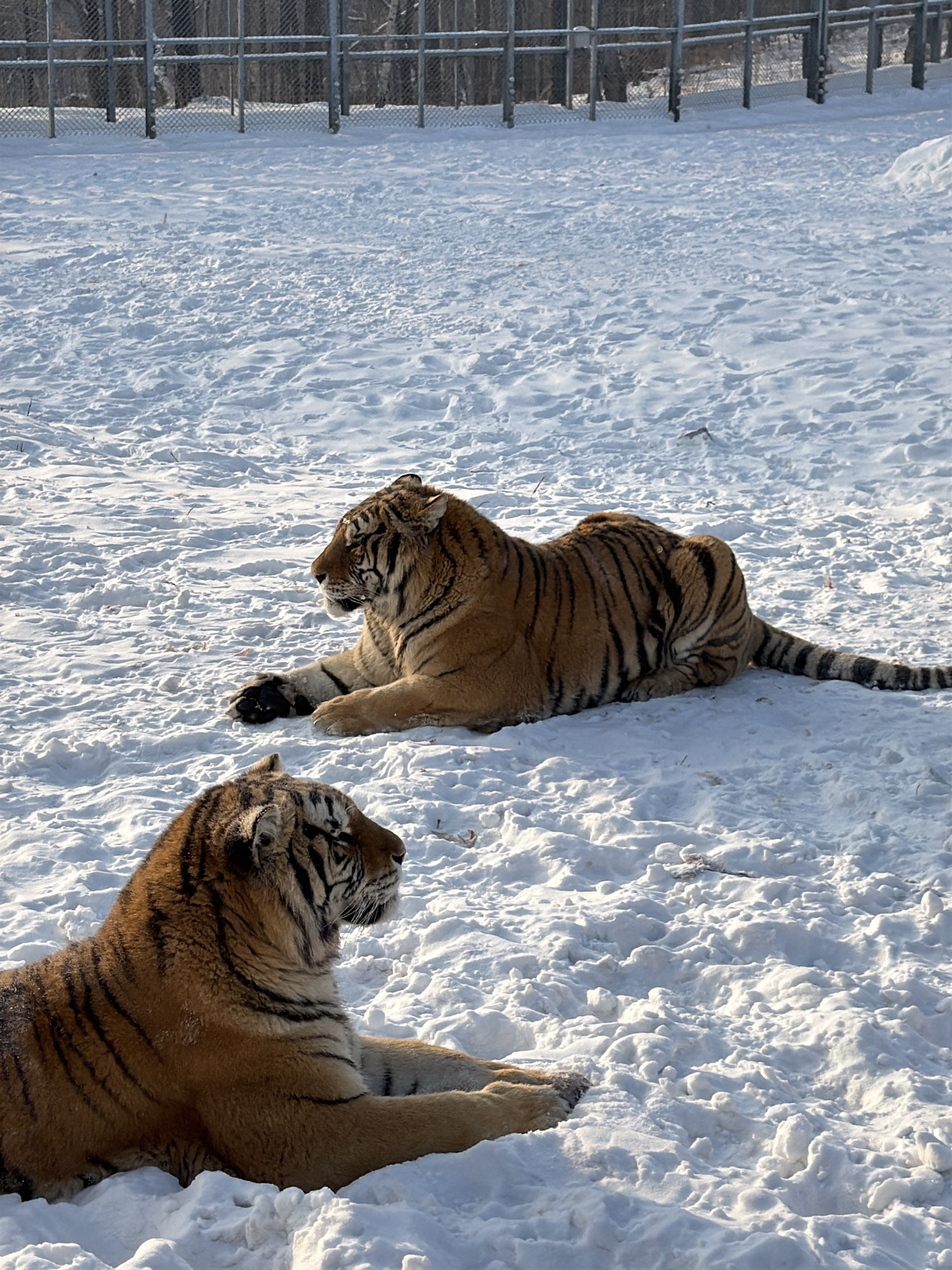 ❄️ 4D3N Harbin Winter Itinerary ✨  

If you’re visiting Harbin in winter, here’s a 4D3N itinerary covering snow scenery, iconic attractions & local markets 🤍  

🏨 Stayed at Starway Hotel (Harbin Central Street) — great location within walking distance to Central Street and nearby attractions.  

Day 1  
📍 Zhongyang Street (Central Street) night walk  
✨ Snowy streets & Russian-style architecture everywhere  

Day 2  
🚄 Day trip to Hengdaohezi  
🐅 Siberian tiger  
🏘 Russian village  
🚂 中东铁路博物馆  

🌙 Back to the city for  
⛪ Saint Sophia Cathedral night view  

Day 3  
🌅 Dao Li Market breakfast  
⛪ St Sophia Cathedral interior & daytime views  
❄️ Harbin Ice and Snow World at night  

The ice sculptures honestly looked unreal in person ✨  

Day 4  
🌅 An Jing Morning Market  
🍢 One last food stop before leaving Harbin  

Tips:
· Wake up early for the morning markets  
· Wear more layers than you think you need 😂  
· Staying near Central Street makes exploring much easier  

Harbin in winter honestly felt like stepping into a snow movie scene