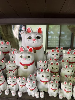 Храм — кошачий рай.