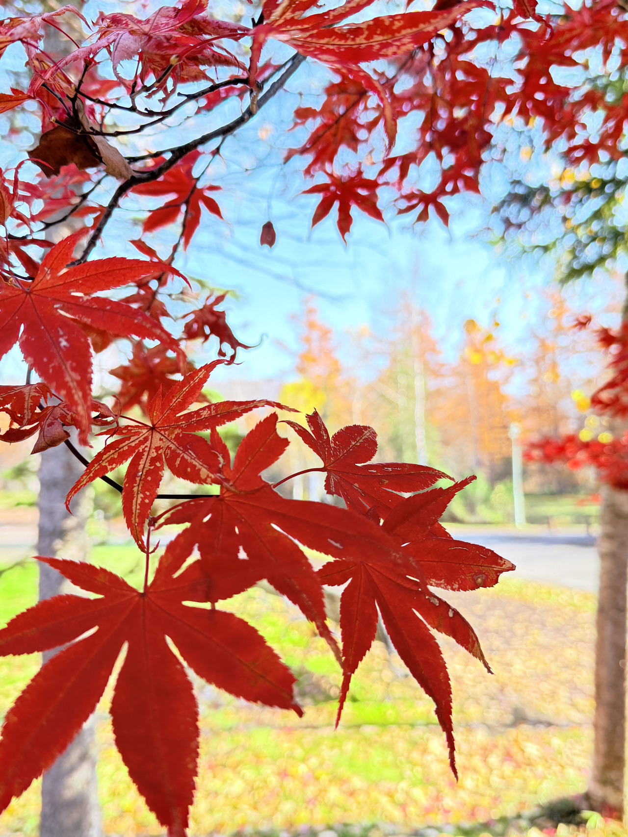 Hokkaido di bulan November sangat indah! 🍁 Perjalanan ini mencakup Kota Biei yang romantis dan indah serta Sapporo yang urban - semuanya wajib dikunjungi untuk menikmati pemandangan musim gugur. Daya tarik utamanya tentu saja Ginkgo Avenue di Universitas Hokkaido. Deretan pohon ginkgo kuning yang berjalan di sana seolah dipeluk oleh musim gugur. Dan berjalan menuju Aoki di Biei-cho, matahari bersinar di atas air, airnya begitu fantastis hingga hampir tak nyata, sangat menyejukkan. Jarak antara kedua tempat tersebut tidak dekat, tetapi perencanaan rutenya justru sangat santai ~

Rekomendasi objek wisata

1. Kota Biei | Platinum Aoike
📍Alamat: Shirogane, Biei, Distrik Kamikawa, Hokkaido 071-0235 Jepang
⏰ Jam buka: 07:00 - 19:00 sepanjang tahun
Aoki benar-benar hanya tahu mengapa tempat ini begitu populer di sana! Warnanya sangat biru, seperti menumpahkan cat biru, dan dedaunan berwarna-warni di sebelahnya sangat fantastis. Tempat ini sangat layak dikunjungi di musim gugur, masuknya gratis! Disarankan untuk menghindari keramaian, pagi hari atau menjelang senja, pantulan cahaya langit yang lembut sangat indah, hasil fotonya melebihi ekspektasi. Tidak banyak toko di dekat kolam renang. Disarankan untuk membawa camilan dan minuman sendiri. Ambil cukup banyak foto untuk bersantai.

2. Sapporo | Universitas Hokkaido
📍Alamat: 5 Chome Kita 8 Jonishi, Distrik Kita, Sapporo, Hokkaido 060-0808 Jepang
⏰ Jam Buka: 08:30 - 17:00 sepanjang tahun (buka di akhir pekan)
Bulan November, musim gugur dengan pohon ginkgo sangat populer! Deretan pohon ginkgo yang panjang begitu Anda memasuki pintu masuk utama sudah cukup untuk memberi Anda waktu setengah jam untuk berfoto + berjalan-jalan. Kampusnya luas dan tenang (meskipun banyak turis), dengan banyak arsitektur modern plus pemandangan musim gugur di sepanjang jalan. Mengambil foto di siang hari sangat indah, seluruh suasana akan terasa cerah 🥰. Dan tidak banyak fasilitas komersial di kampus, jika ingin bersantai dan menikmati pemandangan, berjalan kaki adalah pilihan terbaik.

🔔 Tips Perjalanan & Pengalaman Pribadi
· Warna musim gugur di Aoike paling indah, pemandangannya berbeda di keempat musim, tetapi warna kuning + merah + biru di bulan November sangat memukau penduduk setempat.
· Transportasi ke Aoike sebagian besar menggunakan mobil atau bus, disarankan untuk berangkat dari Sapporo di pagi hari, yang dapat ditempuh dalam waktu sekitar 2,5-3 jam, dan juga dapat dikombinasikan dengan atraksi lain di Furano.
· Universitas Hokkaido lebih ramai pada hari libur, tetapi hanya buka pada hari Sabtu dan Minggu.
· Sapporo memiliki perbedaan suhu yang besar di musim gugur, ingatlah untuk mengenakan jaket tambahan, pagi dan sore hari lebih dingin.

🍣 Rekomendasi makanan Sapporo
· Wajib coba "Ramen Yokocho" di dekat Universitas Hokkaido: kumpulan kedai ramen otentik, ramen miso-nya sangat lezat.

· Jika Anda punya cukup waktu, Anda bisa mampir ke "Nijo Market" di pusat kota Sapporo untuk menikmati nasi daging kepiting segar atau nasi rumput laut tanpa ragu, langsung saja coba!

🚄 Informasi transportasi
Disarankan untuk memilih jalur JR Furano dari Sapporo ke Bieicho, atau berkendara sendiri. Ingat untuk mengecek jadwal bus/kereta. Disarankan untuk menyediakan waktu perjalanan yang cukup antara kedua tempat tersebut.

Ringkasan: Hokkaido di musim gugur benar-benar layak untuk dikunjungi, dengan keindahan alam yang tenang dan suasana kampus yang romantis, jangan lupa untuk menandai rute klasik ini pada perjalanan Anda berikutnya!

#Daun Musim Gugur Hokkaido #Biei Aoike #Universitas Hokkaido #Sapporo #Musim Gugur Jepang