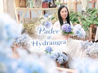 Hydrangea Season @Padee