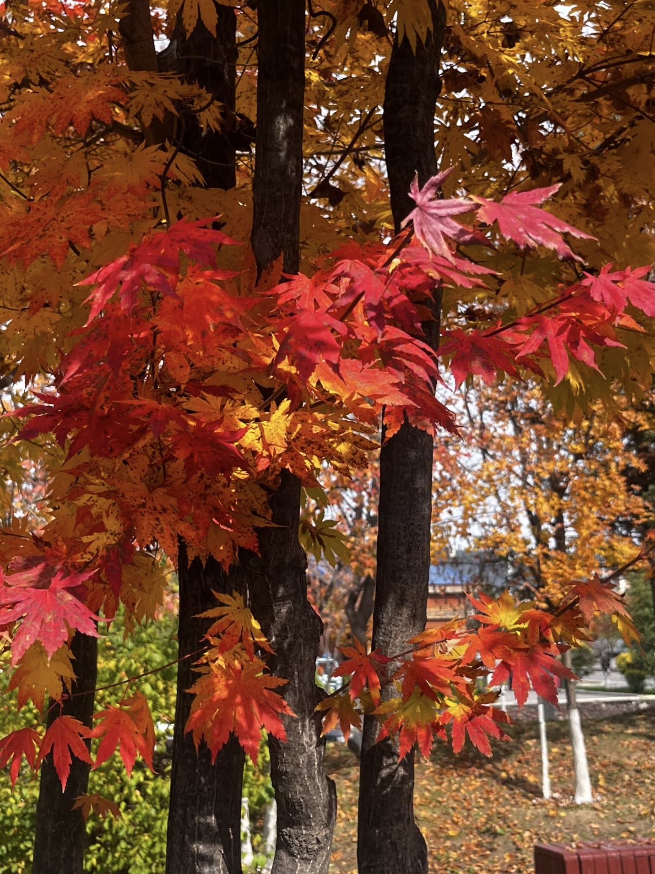 Autumn feels like spilled paint 🤩