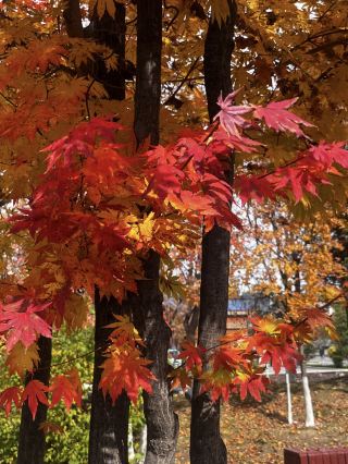 Autumn feels like spilled paint 🤩