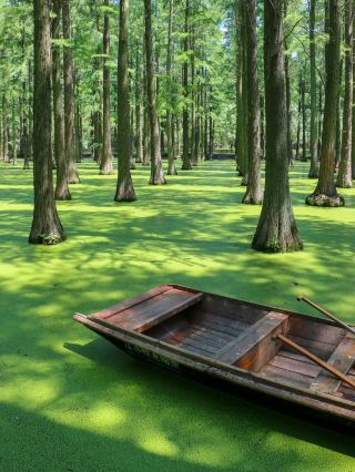 🍃 Luyang Lake Wetland Park | A Fairytale in Green
