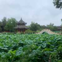 Baoding Lotus Flower Ponds are an oasis 