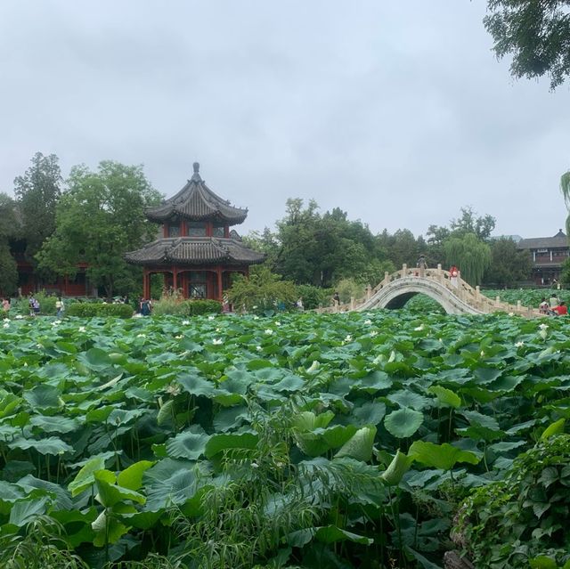 Baoding Lotus Flower Ponds are an oasis 