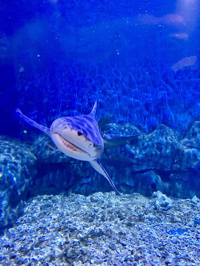 The Oceana Aquarium - Haikou