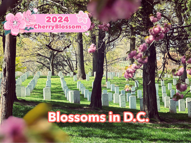 🌸Blossoms🌸 in D.C.’s Arlington!🤩