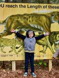 Go feed Hutch the Bear some apples at Garlyns Zoo