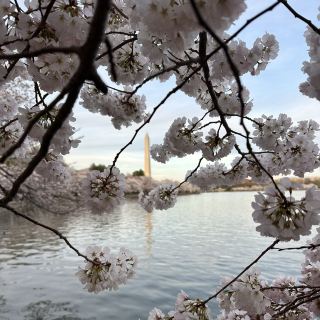 Washington D.C.'s Tidal Basin 🌸