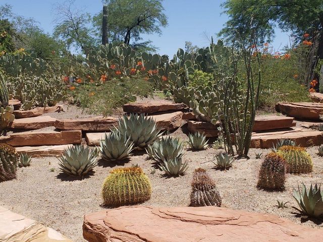 Ethel M Botanical Cactus Garden 🌼