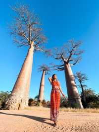 Avenue of the Baobabs