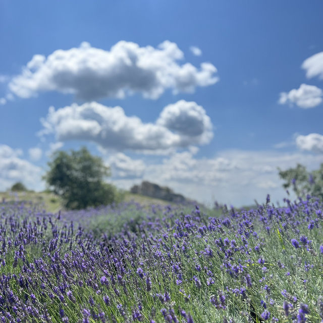 【💜普羅旺斯自駕遊】尋找薰衣草花田，七月中至八月頭最佳！
