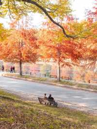 담양 관방제림 🍁
