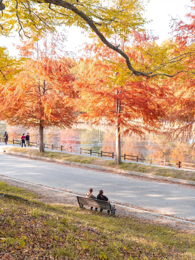 담양 관방제림 🍁