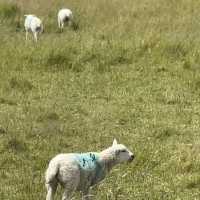Seven Sisters Country Park