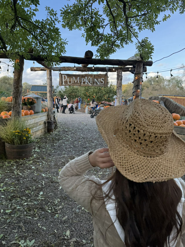 가을에 런던에서 꼭 가봐야할 pumpkin patch 🎃