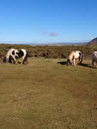 🌊 Wild & Rugged: A Gower AONB Adventure 🌿