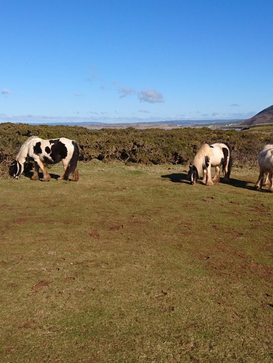 🌊 Wild & Rugged: A Gower AONB Adventure 🌿