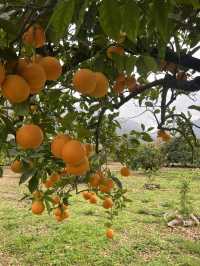 A citrus farm in Sollèr, Mallorca!🍋🍊