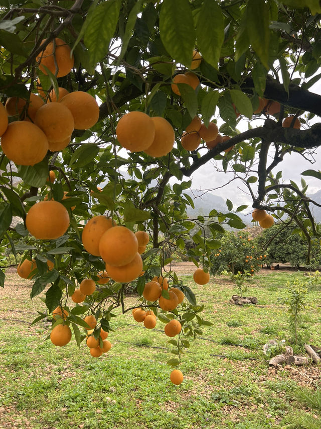 A citrus farm in Sollèr, Mallorca!🍋🍊