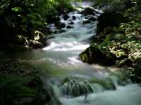 A beautiful mountain stream rich in nature