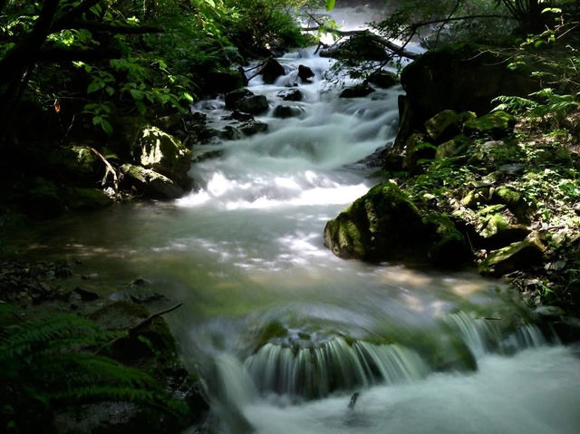 A beautiful mountain stream rich in nature