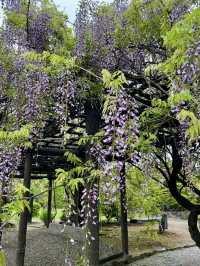 A Rainy Spring Day at Kajū-ji Temple