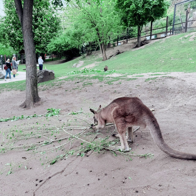 Cheap Paris Attraction: Paris Zoo! 🇫🇷🌳