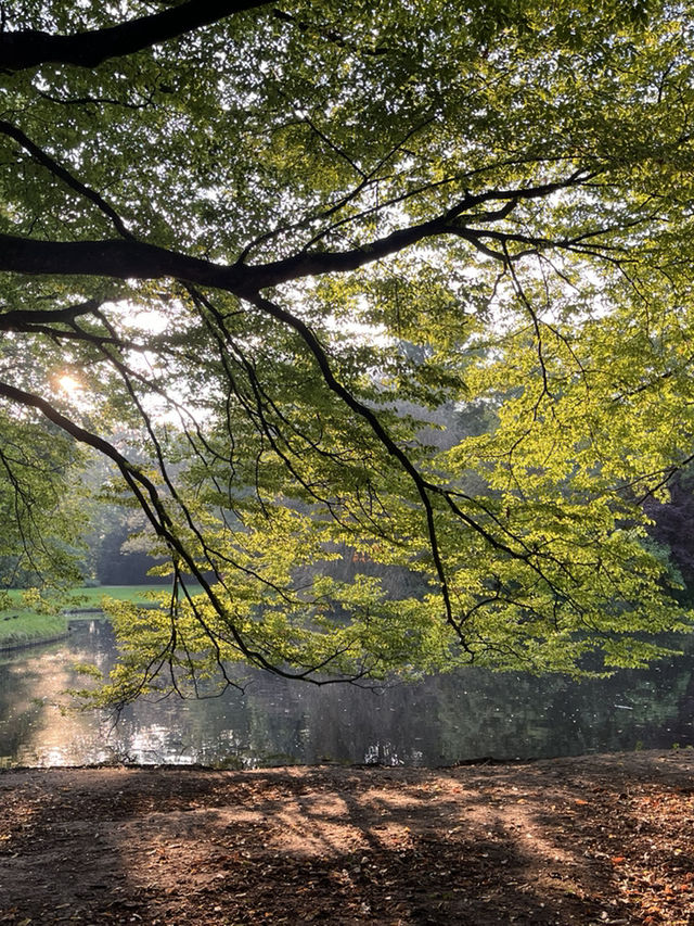Autumn in the Netherlands🍂🤎🧡