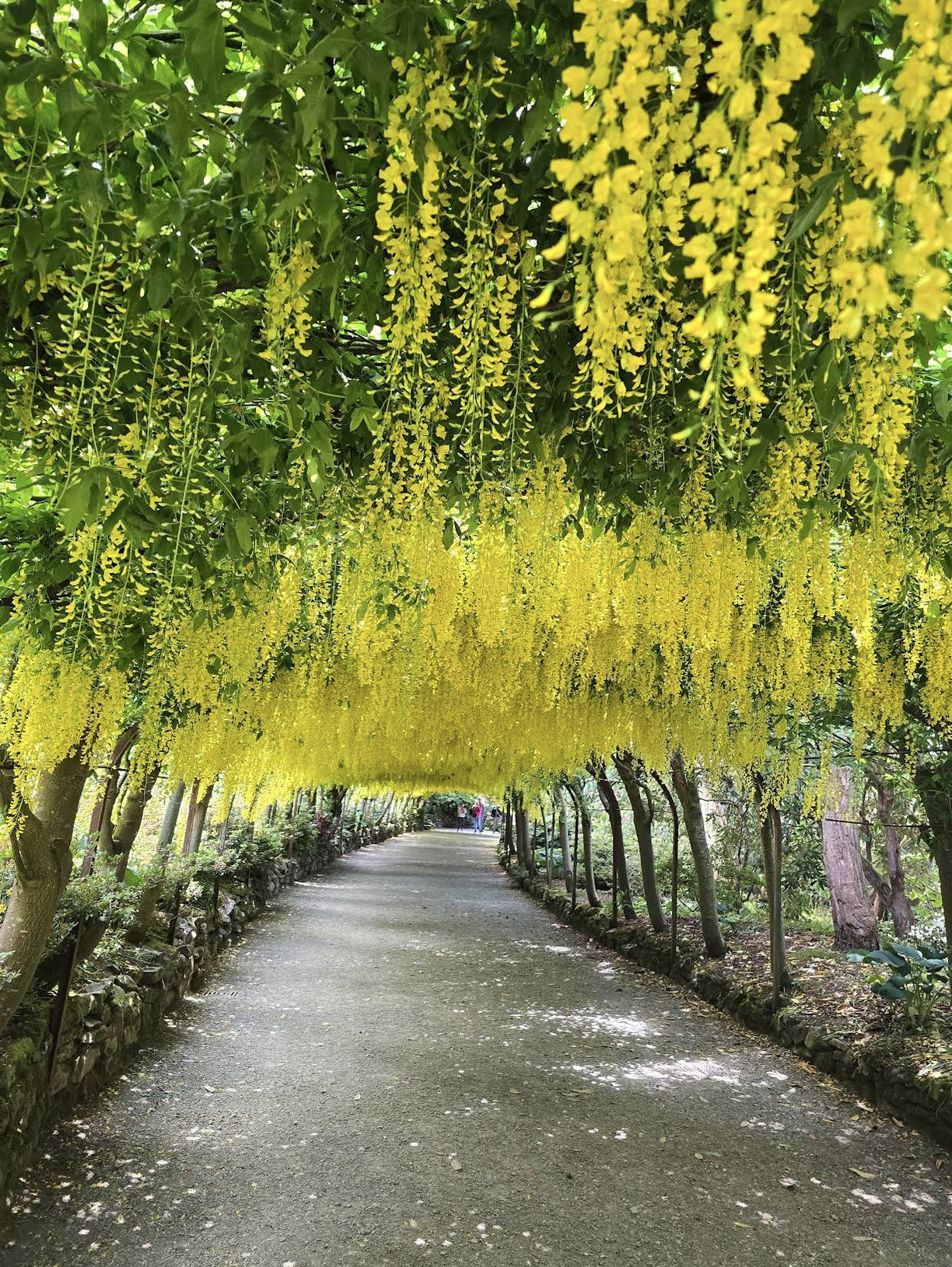 สวนบอดนันต์เชิญชวนให้ผู้มาเยือนได้สัมผัสความสงบและแรงบันดาลใจ 🌿✨🌼