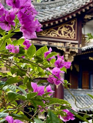 #春花

若您打算在四月前往羅漢寺,以下幾點需要注意。

首先,早點到達。清晨的陽光柔和,遊客較少,花朵看起來格外嬌弱。而且,氣溫也更適合漫步。

其次,不要匆匆而過。這裡不適合快速遊覽。最好留出時間靜靜地坐著,隨意漫步,感受這片空間。

第三,留意細節。這裡的美麗不僅在於整體景觀,更在於那些細微之處:石頭上的花瓣、通道上方的枝椏、牆上的光影。

當然,四月並不能保證每天都是花期最盛的時候,但即使過了盛花期,這裡的氛圍依然別具一格。

此時此刻,重要的不僅是您所看到的,更是您內心的感受。