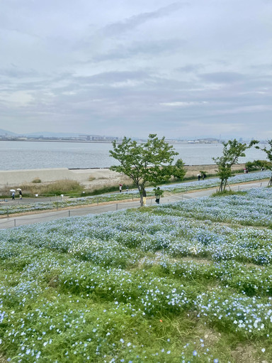 🌸 Maishima Seaside Park Nemophila Festival Guide: Osaka's Sea of