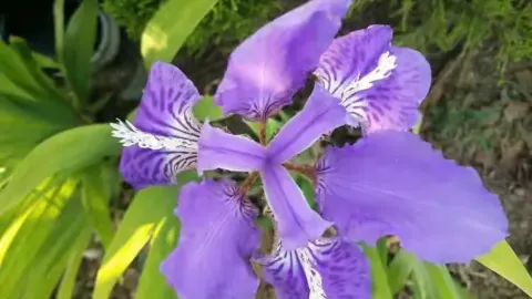 완벽한 계획 따위는 기다릴 필요 없습니다. 발길 닿는 대로 떠나는 여행이야말로 평범한 일상에서 벗어나는 가장 멋진 일탈이니까요. 우리는 늘 행복에 거창한 이야기가 필요하다고 생각하지만, 정작 중요한 사실은 잊곤 합니다. — traveler post in 펄리스