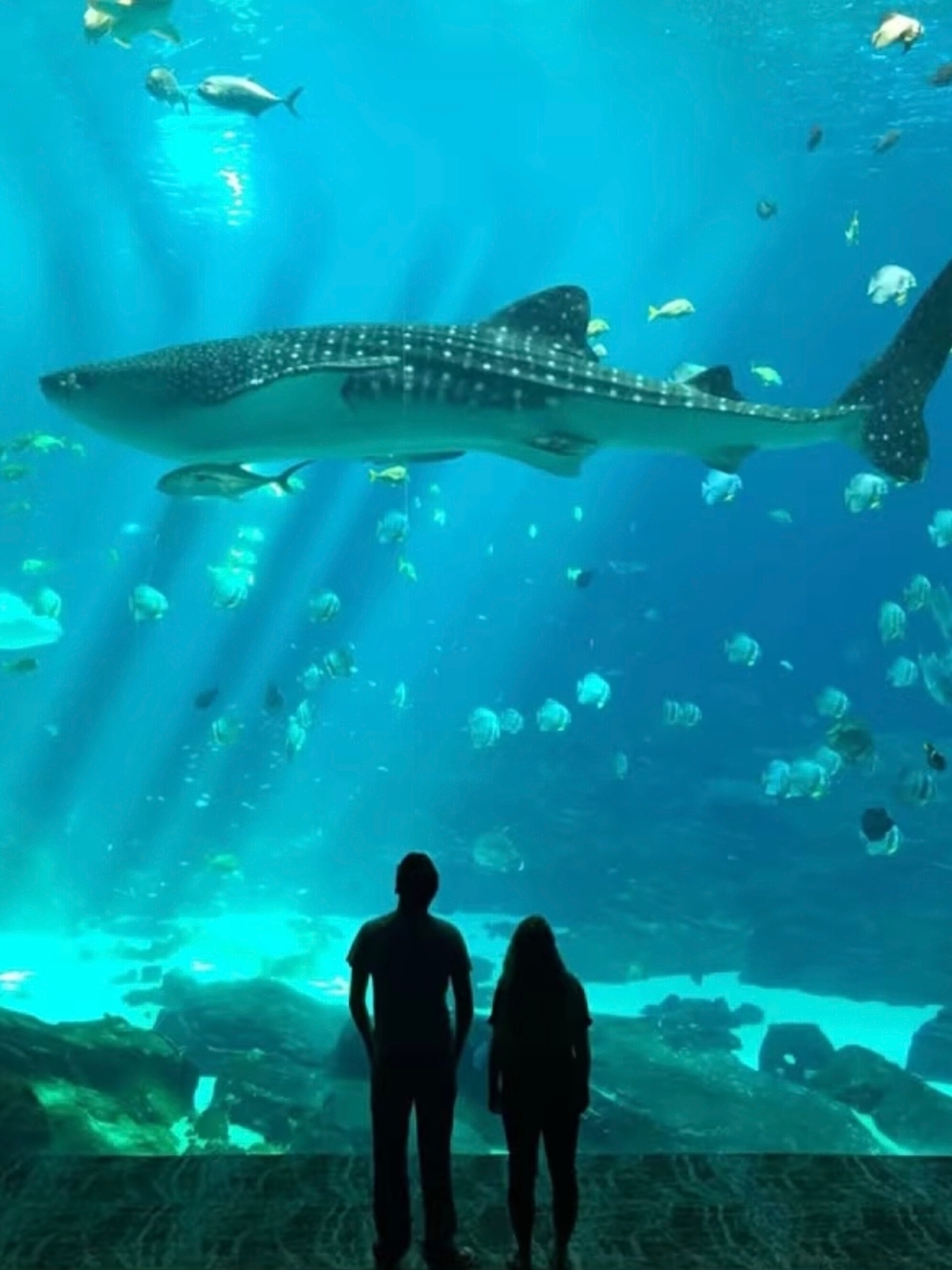 Busan Aquarium "Sea Life Busan".
A must-see!

❗❗❗Why you should visit

Busan Aquarium isn't just a "big aquarium," it's one of the most atmospheric marine parks in Asia. Located right next to the famous Haeundae Beach, its main attraction is an 80-meter underwater tunnel where you walk while sharks, giant rays, and entire schools of fish swim overhead and to the sides. It feels like you're at the bottom of the ocean.

In total, there are over 35,000 marine creatures representing 250 species. There are also touching penguins, vibrant coral reefs, and even a jellyfish area that resembles a contemporary art installation.

🌊Must-do

1. Walk through the main tunnel—the best photos are taken there. Visit on a weekday morning to avoid the crowds. 2. Watch the shark feeding show – a spectacular and completely safe experience (the feeding is outside, and the divers are in the water).
3. Enter the tactile pool – you can touch starfish and crab shells (children will especially love the interactive experience).
4. Don't miss the jellyfish area – it's illuminated to create a cosmic atmosphere.

📌Practical Information

Address: 266 Haeundaehaebyeon-ro, Haeundae-gu, Busan (right on the waterfront).

How to get there: Subway Line 2, Haeundae Station (Exit 5), then walk 5-7 minutes to the beach. The aquarium is immediately visible – it's a glass building by the sea.

Opening Hours: Usually from 9:00 AM to 8:00 PM (until 10:00 PM in summer). I recommend checking the official website before your visit, as the schedule may change.

Ticket price: approximately 25,000–30,000 won for adults, cheaper for children. Discounts are available when purchased online.

🩵Itinerary Tip

Combine your visit with a stroll along Haeundae Beach—exit the aquarium and find yourself right on the sand. There are plenty of seafood cafes and Korean street food nearby. The ideal plan: a morning at the aquarium, lunch overlooking the sea, followed by a stroll along the promenade or even a boat tour.

👍Who's it for?

· Families with children (stroller ramps are available throughout)
· Couples (atmospheric and beautiful)
· Those who want to escape the heat or rain but still have a vibrant experience

💫Verdict:

The Busan Aquarium is an 1.5-2 hours of pure delight. Even if you're not a fan of marine themes, the shark tunnel and the play of light in the jellyfish room will be unforgettable. A definite must-visit.