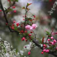 Shanghai Gongqing Forest Park🪵