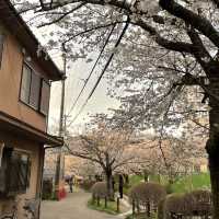 京都終極賞櫻攻略🌸 蹴上鐵道&哲學之路