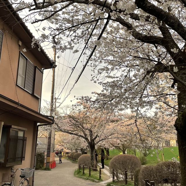 京都終極賞櫻攻略🌸 蹴上鐵道&哲學之路