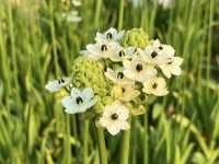Hong Kong Flower Appreciation | Bethlehem Star Blooms in Shatin Shimen