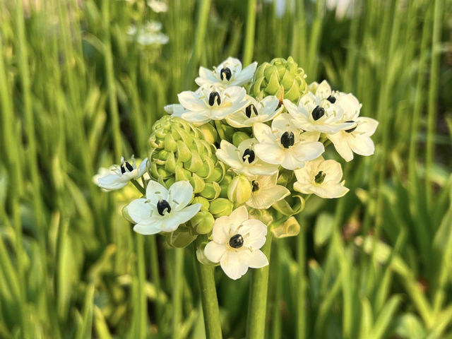 Hong Kong Flower Appreciation | Bethlehem Star Blooms in Shatin Shimen Hong Kong Flower Appreciation | Bethlehem Star Blooms in Shatin Shimen